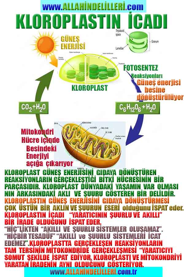 ALLAH ın delilleri,ALLAH, #ALLAH, allah-delilleri, allahin-delilleri, allahin delilleri, allah in varlığının delilleri,