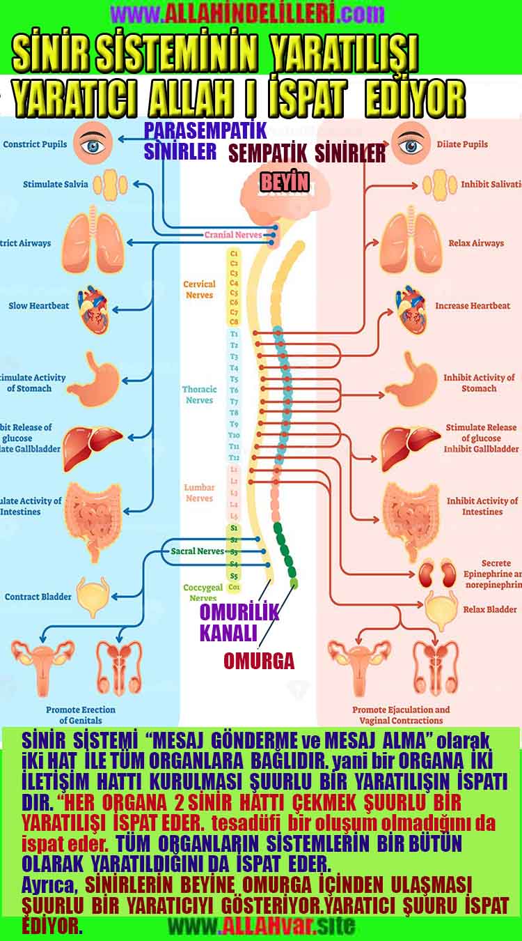 ALLAH ın delilleri,ALLAH, #ALLAH, allah-delilleri, allahin-delilleri, allahin delilleri, allah in varlığının delilleri,