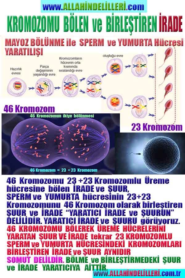 ALLAH ın delilleri,ALLAH, #ALLAH, allah-delilleri, allahin-delilleri, allahin delilleri, allah in varlığının delilleri,