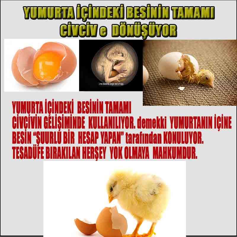 ALLAH ın delilleri,ALLAH, #ALLAH, allah-delilleri, allahin-delilleri, allahin delilleri, allah in varlığının delilleri,