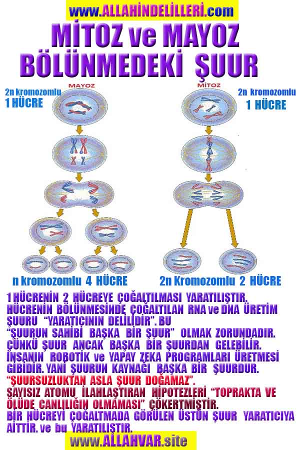 ALLAH ın delilleri,ALLAH, #ALLAH, allah-delilleri, allahin-delilleri, allahin delilleri, allah in varlığının delilleri,