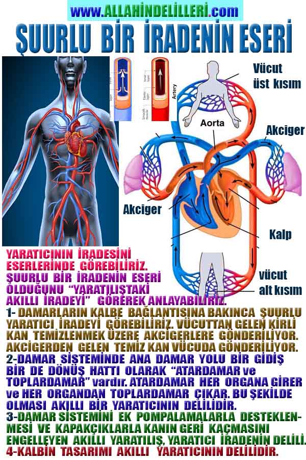 ALLAH ın delilleri,ALLAH, #ALLAH, allah-delilleri, allahin-delilleri, allahin delilleri, allah in varlığının delilleri,