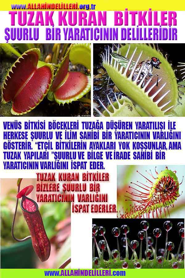 ALLAH ın delilleri,ALLAH, #ALLAH, allah-delilleri, allahin-delilleri, allahin delilleri, allah in varlığının delilleri,