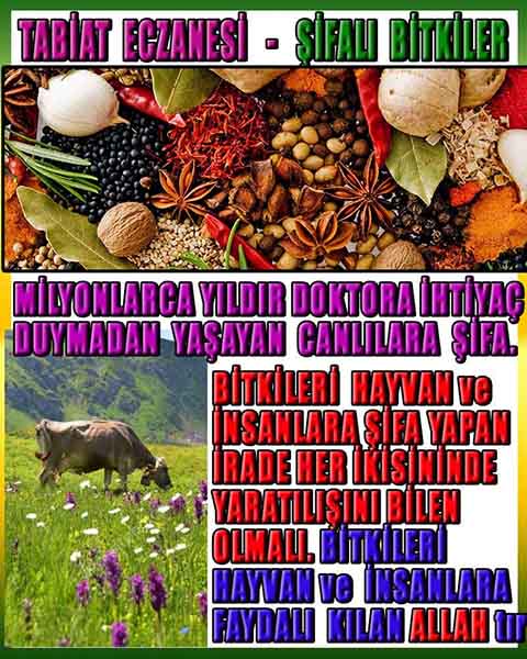 ALLAH ın delilleri,ALLAH, #ALLAH, allah-delilleri, allahin-delilleri, allahin delilleri, allah in varlığının delilleri,